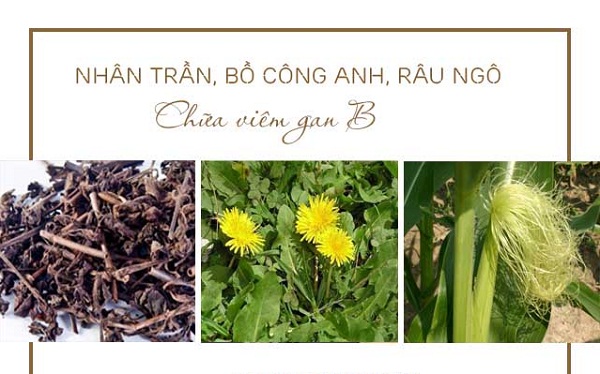 Bồ công anh chữa viên gan B