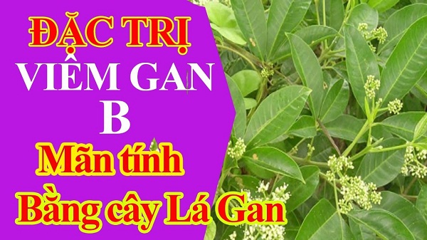 Cây lá gan chữa viêm gan B