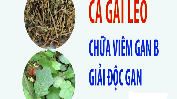 Điều trị viêm gan B từ cây cà gai leo 