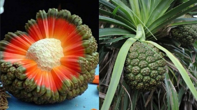 Cay-dua-dai-chua-benh-Gan