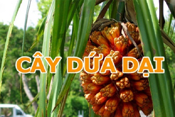 Cay-dua-dai-chua-benh-Gan Cay-dua-dai-chua-benh-Gan