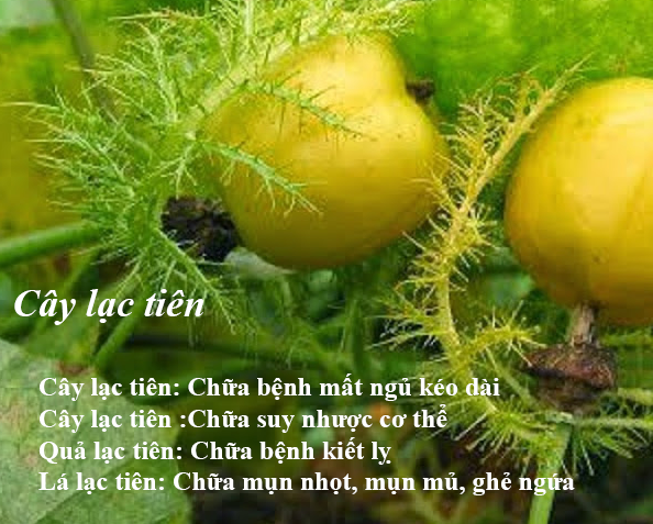 Cay-lac-tien-chua-benh-mat-ngu