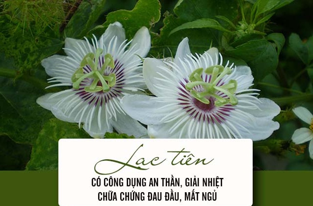 Cay-lac-tien-chua-benh-mat-ngu