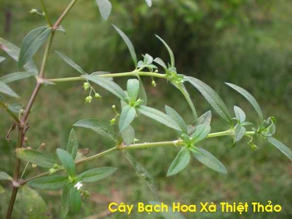 Cay-thuoc-nam-dieu-tri-ung-thu-da-day