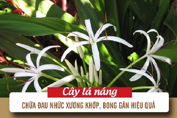 Chua-benh-xuong-khop-bang-la-Nang-tuong-quan