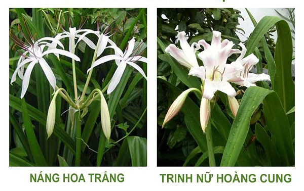 Chua-benh-xuong-khop-bang-la-Nang-tuong-quan