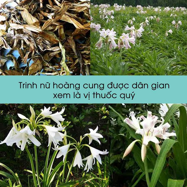 Chua-viem-phu-khoa-bang-nguyen-lieu-dan-gian-tai-nha Chua-viem-phu-khoa-bang-nguyen-lieu-dan-gian-tai-nha