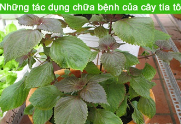 Cong-dung-chua-benh-va-lam-dep-cua-tia-to Cong-dung-chua-benh-va-lam-dep-cua-tia-to