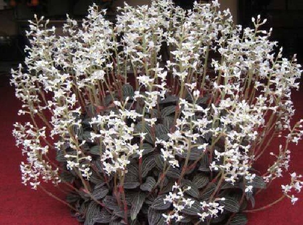 Cong-dung-cua-cay-lan-kim-tuyen Cong-dung-cua-cay-lan-kim-tuyen