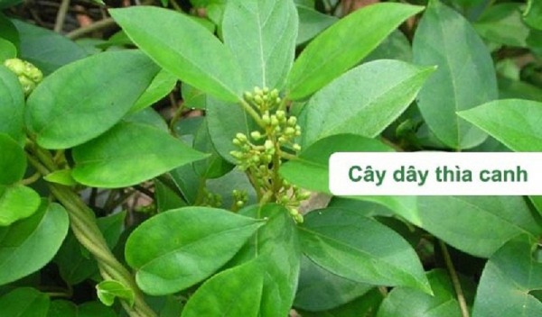 Day-thia-canh-dieu-tri-tieu-duong