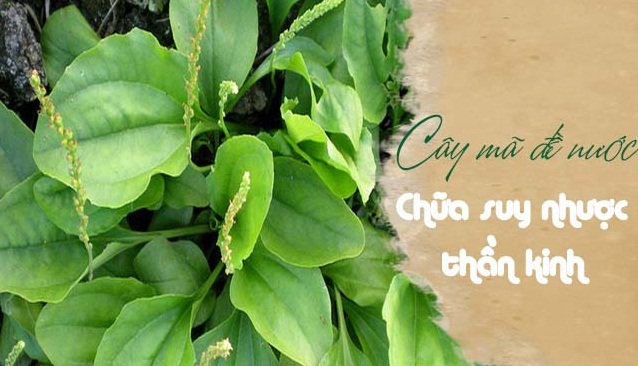 Dieu-tri-suy-nhuoc-than-kinh-bang-cay-thuoc-nam