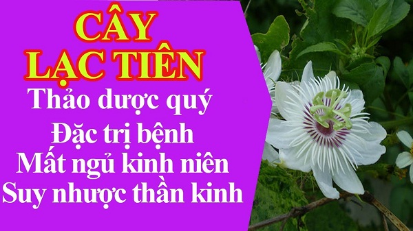 Dieu-tri-suy-nhuoc-than-kinh-bang-cay-thuoc-nam