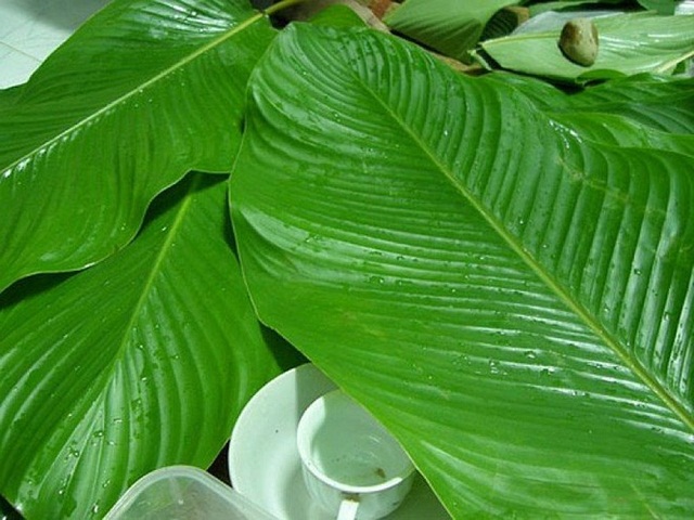 Khong-chi-dung-de-goi-banh-chung-ma-cay-la-dong-con-co-tac-dung-giai-ruou-thanh-nhiet-hieu-qua Khong-chi-dung-de-goi-banh-chung-ma-cay-la-dong-con-co-tac-dung-giai-ruou-thanh-nhiet-hieu-qua