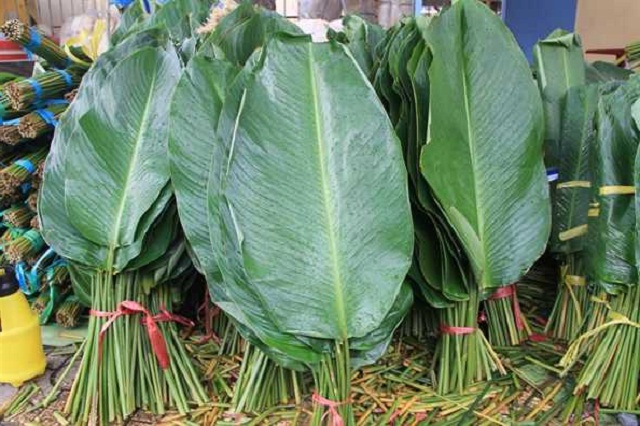Khong-chi-dung-de-goi-banh-chung-ma-cay-la-dong-con-co-tac-dung-giai-ruou-thanh-nhiet-hieu-qua