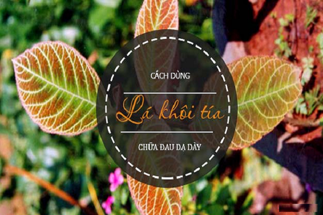 Lá khôi chữa dạ dày và đại tràng hiệu quả Lá khôi chữa dạ dày và đại tràng hiệu quả