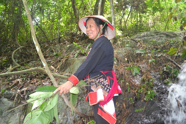 Luong-Y-son-ben-canh-mot-loai-cay-thuoc-chi-moc-tren-da