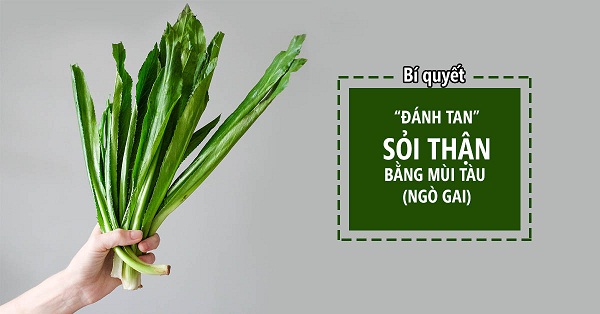 Nhung-cay-Thuoc-Nam-giup-dieu-tri-benh-soi-than-hieu-qua