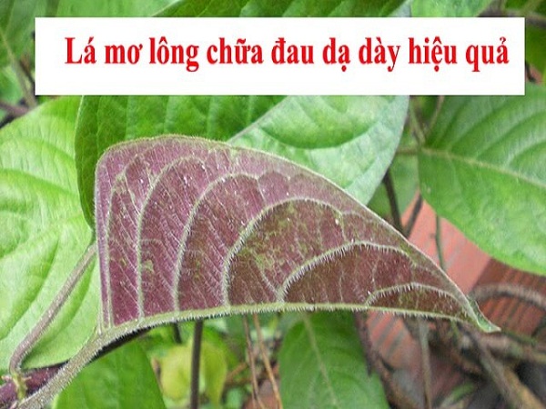 Nhung-loai-la-cay-chua-benh-da-day