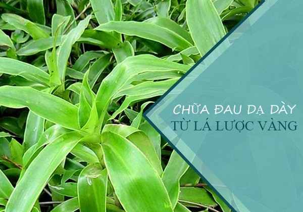 Nhung-loai-la-cay-chua-benh-da-day