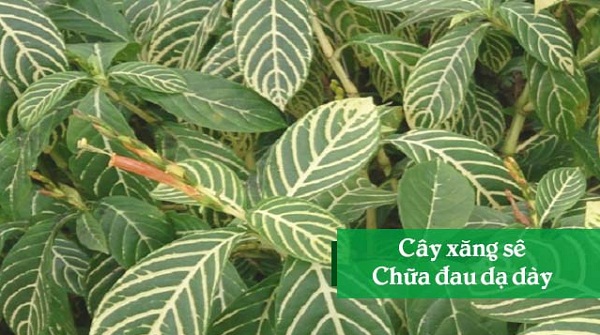 Nhung-loai-la-cay-chua-benh-da-day Nhung-loai-la-cay-chua-benh-da-day