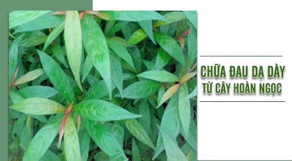 Nhung-loai-la-cay-chua-benh-da-day