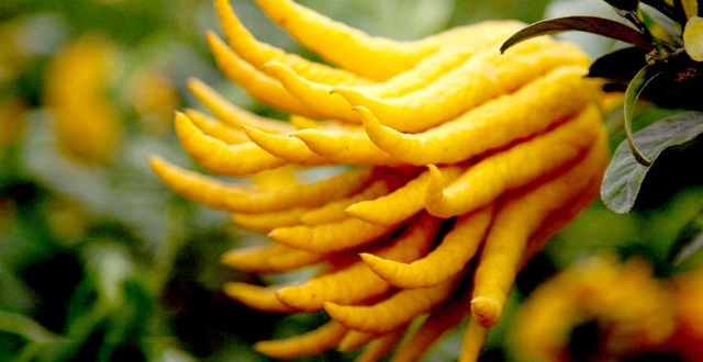 Qua-phat-thu-lam-thuoc-chua-benh