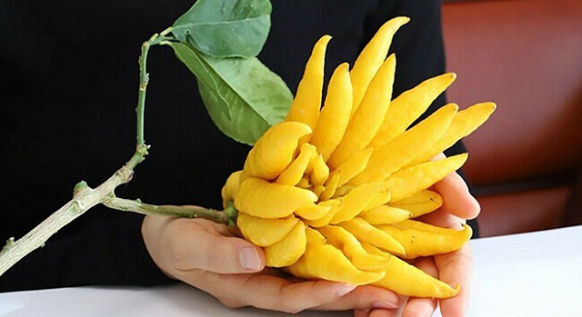 Qua-phat-thu-lam-thuoc-chua-benh