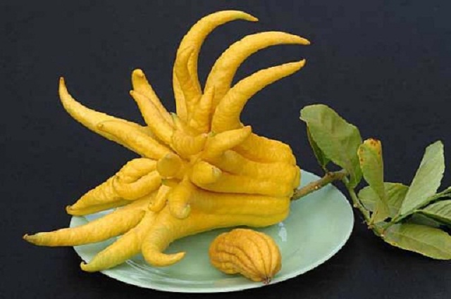 Qua-phat-thu-lam-thuoc-chua-benh