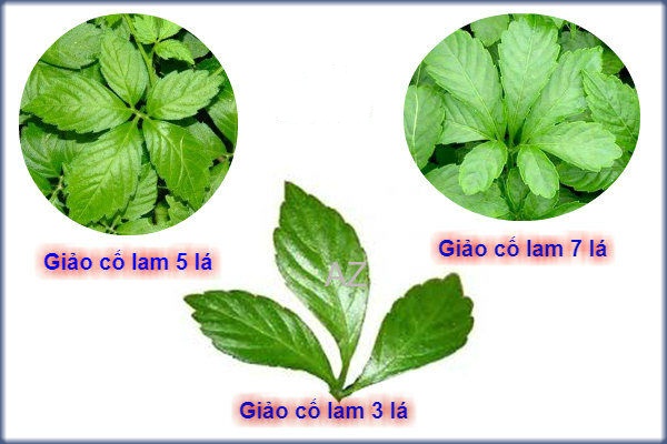 Giảo cổ lam và vô vàn tác dụng Giảo cổ lam và vô vàn tác dụng