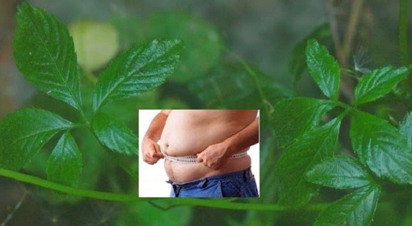 Giảo cổ lam và vô vàn tác dụng