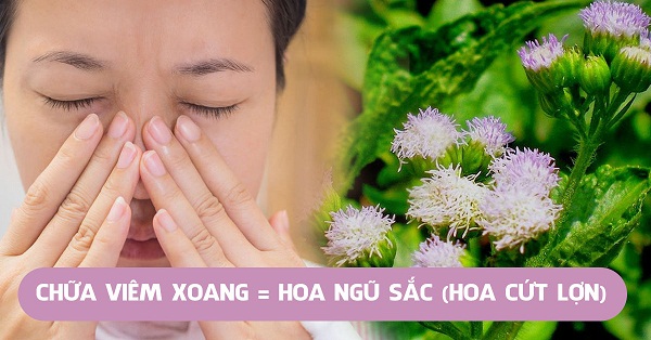 Tac-dung-chua-benh-cua-hoa-cut-lon