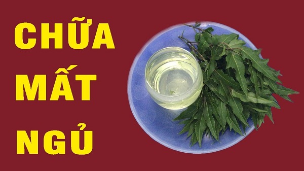 Tac-dung-chua-benh-mat-ngu-cua-cay-dinh-lang Tac-dung-chua-benh-mat-ngu-cua-cay-dinh-lang