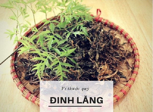 Tac-dung-chua-benh-mat-ngu-cua-cay-dinh-lang Tac-dung-chua-benh-mat-ngu-cua-cay-dinh-lang