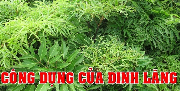 Tac-dung-chua-benh-mat-ngu-cua-cay-dinh-lang Tac-dung-chua-benh-mat-ngu-cua-cay-dinh-lang