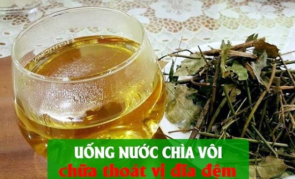 Cây chìa vôi 