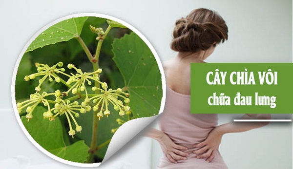 Cây chìa vôi 