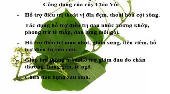 Cây chìa vôi 