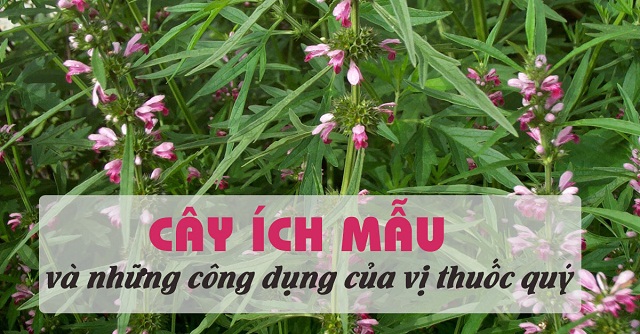 Tac-dung-cua-cay-ich-mau-voi-phu-nu