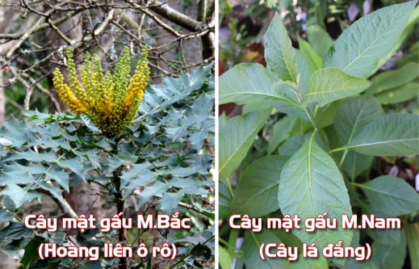 Tac-dung-cua-cay-la-dang