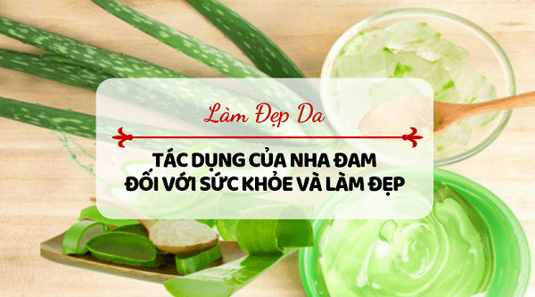 Tác dụng của cây nha đam trong làm đẹp và chữa bệnh