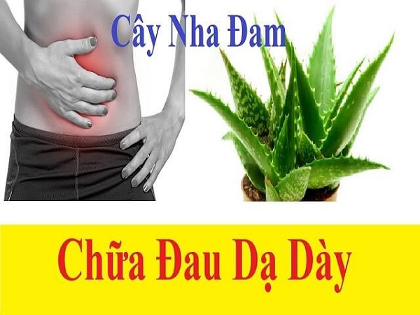 Tác dụng của cây nha đam trong làm đẹp và chữa bệnh