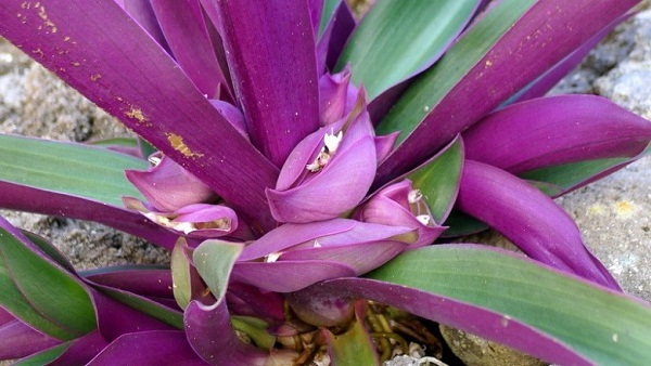 Tac-dung-cua-cay-so-huyet