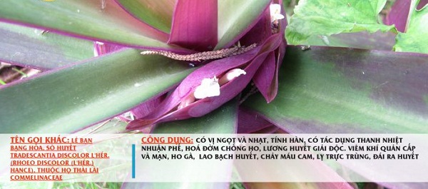 Tac-dung-cua-cay-so-huyet