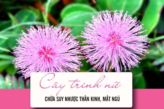 Tac-dung-cua-cay-xau-ho