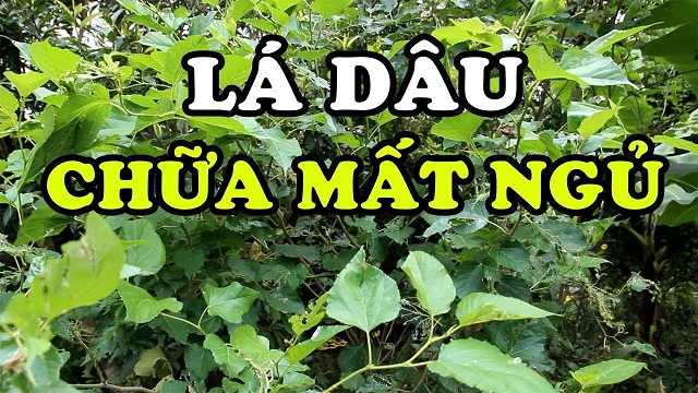 Tac-dung-cua-dau-tam-voi-suc-khoe Tac-dung-cua-dau-tam-voi-suc-khoe
