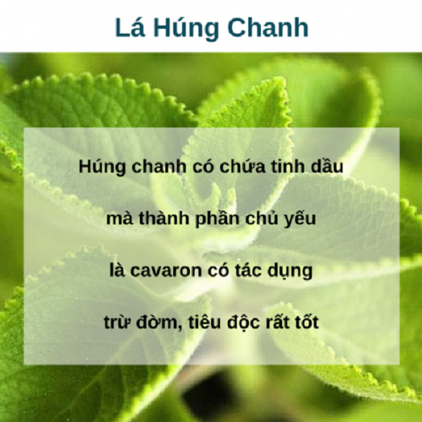 Tac-dung-cua-hung-chanh-voi-cac-benh-ve-ho-hap Tac-dung-cua-hung-chanh-voi-cac-benh-ve-ho-hap