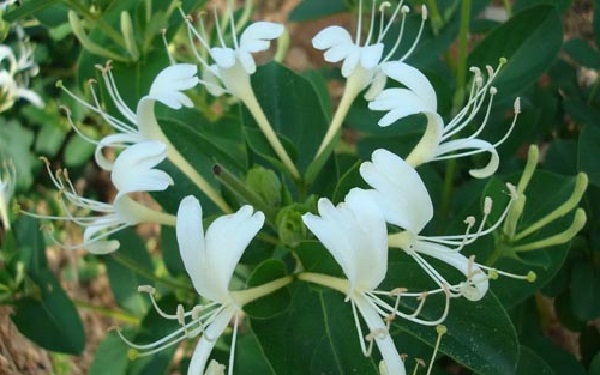 Tac-dung-cua-kim-ngan-hoa