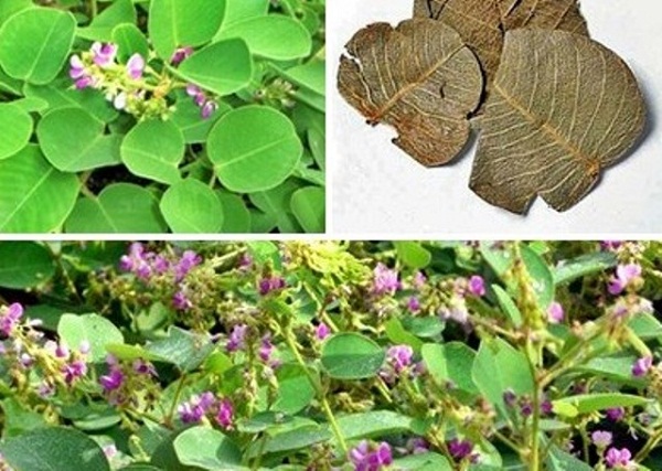 Tac-dung-cua-kim-tien-thao-dieu-tri-soi-va-tiet-nieu Tac-dung-cua-kim-tien-thao-dieu-tri-soi-va-tiet-nieu