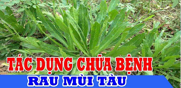 Tac-dung-cua-rau-mui-tau