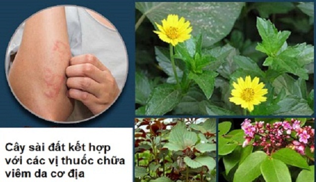 Tac-dung-dieu-tri-cac-benh-ngoai-da-cua-cay-sai-dat